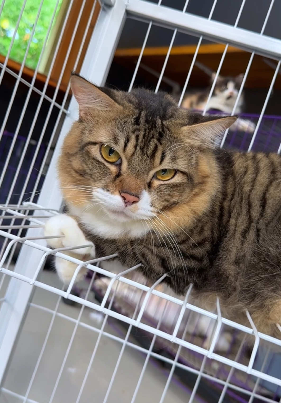 Kandang kucing pintar 😆 #cat #kucinglucu #catlover 