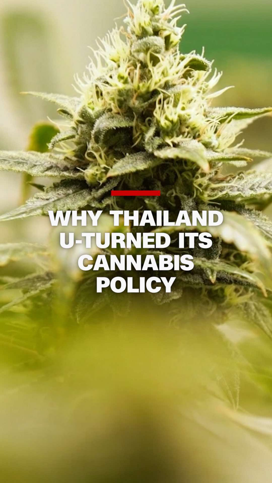 Three years since Thailand became the first country in Asia to decriminalize cannabis, the government this week imposed new rules designed to rein in the country’s “green rush.” #cnn #news #thailand #weed #cannabis