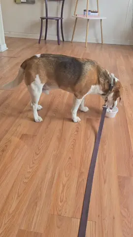 Frank the Wonder Beagle loves his pup cup!!!