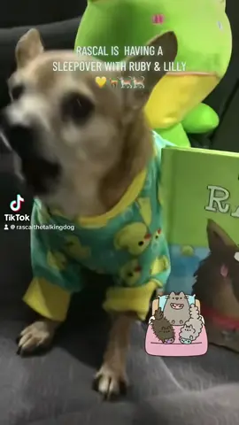 RascaI is excited to have a sleepover with his Cousins 💛💚😀🙏🐾#onthisday #fy #sleepover #Summer #livingmybestlife #jesus #cutedog #talkingdog #seniordog #dogs #dogsoftiktok #chihuahuastiktok #chihuahua #PetsOfTikTok #pets #tiktokdogs #cousins 