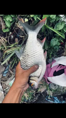 🤩 #mancingfyp #fypシ゚ #foryoupage #story #macing #fypdong #inpospotmancing #macingmaniamantap #mancingliar #fypage #ikanbeles 