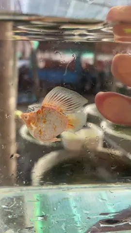 Ab sakura đuôi tròn 2fin có là bạn say đắm 🤩 @✨Trí 🐠 #molly #fyp #viral #xuhuongtiktok 