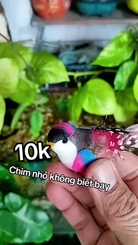 bé chim nhỏ trang trí bể cá rất là đẹp