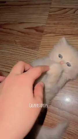 Baby Coco MashaAllah 🥥🤎. #casper #casperstoriesforyoupage🐱🐱🐱🐱🐱 #casperstories #casperstories #dontunderreviewmyvideotiktok #dontunderreviewmyvideo #trending #cattrending #viralmyvideo #PetsOfTikTok #catsoftiktok #pleaseunfreezemyaccount #fypシ゚viral #pets #viraltiktok #explore #babies #minnie #banned #shadowbanned #catsworld #catstiktok #catlovers #catsoftiktok #animalsoftiktok #animalslovers #Love #10k #100k #50k #40k #20k #30k #goviral #followers #followers #viral_video #dontletthisflop #dontunderreviewmyvideotiktok #dontunderreviewmyvideo #1millionaudition #onemillion #catparents #catowner #hygiene #bestcat #animallover #petshelter #vets #cutecats #trend #fyp #fypviral #catmom #catparents 