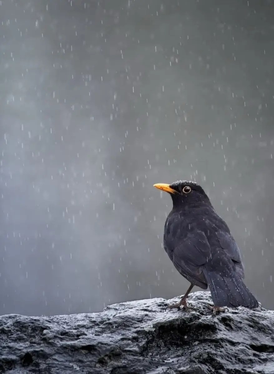 #☺️✨️ #🔥🔥 #🏍🏍 #🥷 #🏔 #🌲🌲 #🐦‍⬛🐦‍⬛🐦‍⬛🐦‍⬛🐦‍⬛🐦‍⬛🐦‍⬛🐦‍⬛🐦‍⬛🐦‍⬛🐦‍⬛🐣🐣🐣🐣🐣 