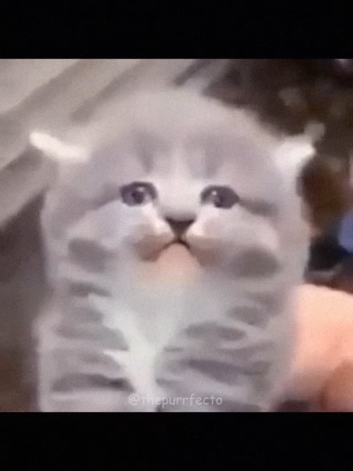 #pov #funnycats #funnycat #catlover #catlovers #compilation #crazycat #animal #pets #PetsOfTikTok #catcore #catscompilation #catsmoment #fyp #catsoftiktok #cutecatcats