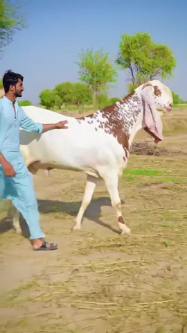 Watch the stunning Beautiful Makhi Cheeni Goat strut like a superstar on the rural runway! 🐂  #goat  #makhicheenigoat  #cowmandi #CowMandi2025 #QurbaniVibes #BullShow2025 #HeavyBull #MandiVlog #QurbaniReady #BakraAurBull #CattleRampWalk #DesiMandiStyle #GayeKaStyle #RampWaliCow #SuzukiSeUtriCow #FarmFashionShow #MandiKaHero #DesiBullBoss #CowEntry2025 #CowCatwalk #MooOnRamp #QurbaniKaJanwar #CowStarOfTikTok #cowmandi2025karachi #pakistancowmandi #hyderbadcowmandi #bakaramandipakistan #cowvideopathancattlefarm #barakamandipakistan2025