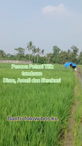 Pesona Petani Tilik Tanduran #Pertanian #fyp #tiktok 