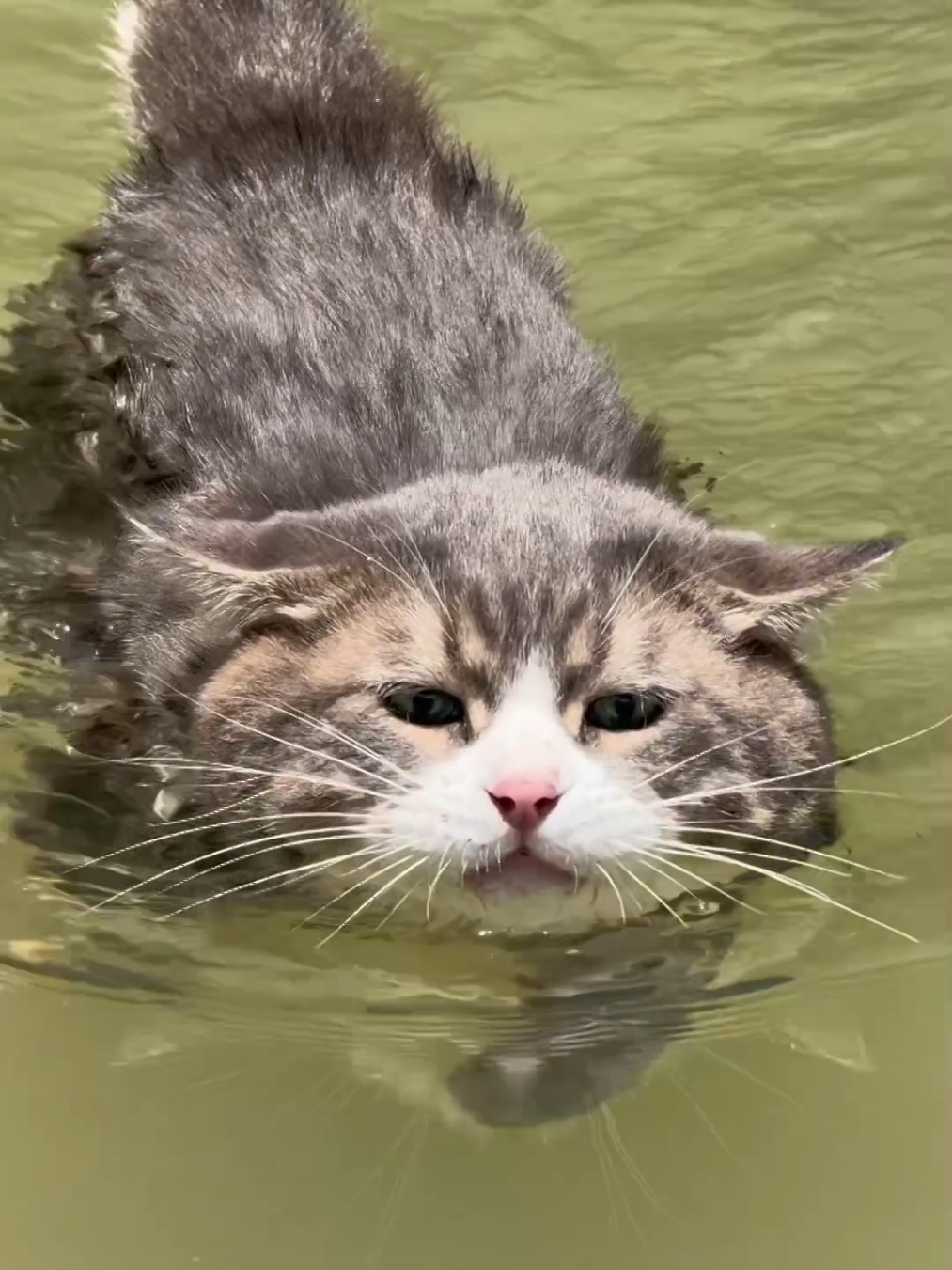 #cat #trending #xuhuong #fyp #pet 