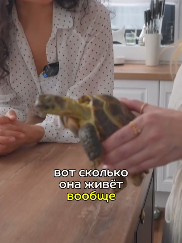 Черепаха которой всего 45 лет ▶️Папа Черепах, ищите в соц. сетях ! ⏪ #fyp #turtle #tortoise #🐢 #turtles #tortoises #tortuga #tortue #tartaruga #schildkröte #龜 #龟 #カメ #거북이#тасбақа #корњача #kornjača #сангпушт #ташбака #kilpkonn #bruņurupucis #vėžlys #kaplumbağa #เต่า  #rùa #чарапаха #კუს #tısbağa #Կրիա #χελώνα #żółw #želva #сангпушт #pyşbagasy #toshbaqa #penyu #pagong #ماما #kilpikonna #sköldpadda #צָב #рекомендации #سلحفاة #черепаха #черепашка #черепахи #черепашки #טשערעפּאַכע #питомец #ДомашнийПитомец #СухопутнаяЧерепаха #СреднеазиатскаяЧерепаха  #ЧерепахаСухопутная #ЧерепахаСреднеазиатская #СухопутныеЧерепахи #СреднеазиатскиеЧерепахи #ЧерепахиСухопутные #ЧерепахиСреднеазиатские #СухопутнаяЧерепашка #СреднеазиатскаяЧерепашка #ЧерепашкаСухопутная #ЧерепашкаСреднеазиатская #СухопутныеЧерепашки #СреднеазиатскиеЧерепашки #ЧерепашкиСухопутные #ЧерепашкиСреднеазиатские #рек #животные #животное #рептилии #рептилия #динозавры #динозавр #ПапаЧерепах #ЧерепашкиНиндзя #ЧерепахиНиндзя #НиндзяЧерепашки #НиндзяЧерепахи #зверь #звери #ДомашниеЖивотные #ДомашнееЖивотное #пресмыкающееся #пресмыкающиеся #веган #веганы #вегетарианец #вегетарианцы #сыроед #сыроеды #травоядный #травоядные #растительноядный #растительноядные #панцирь #бронь #броня #танк #танки #зверь #звери #ДомашниеЖивотные #ДомашнееЖивотное #пресмыкающееся #пресмыкающиеся #веган #веганы #вегетарианец #вегетарианцы #сыроед #сыроеды #травоядный #травоядные #растительноядный #растительноядные #панцирь #бронь #броня #танк #танки #зоопарк #Домашний_Питомец  #зоо #террариум #медленная #защита #animal #animals #animales #الحيوانات #animali #Tiere #Zwierząt #animais 