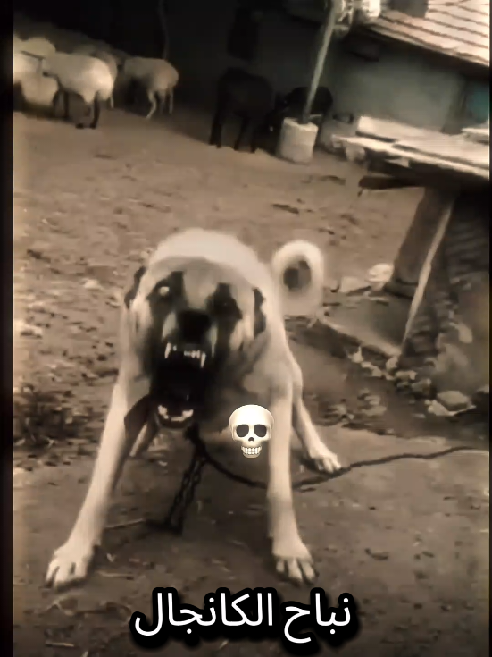 الفرق بين نباح الجيرمن ونباح الكانجال🔥#@تصاميم HD 