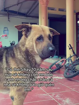 Em luôn là thành viên trong gia đình❤️#anhdu2003 #dog 