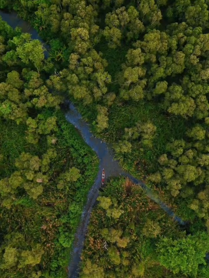 Journey into the heart of Vietnam’s southern wetlands at U Minh Hạ National Park — a unique biosphere reserve teeming with rich flora, rare wildlife, and peaceful mangrove forests. Paddle through shaded canals, listen to the songs of native birds, and uncover the untamed beauty of the Mekong Delta’s green jewel. Anvui Travel invites you to explore nature at its purest.  #UMinhHaNationalPark #CaMauExplore #VietnamNature #MekongDelta #MangroveAdventure #AnvuiTravel #WildVietnam #EcoTravel #BirdWatchingVietnam #NatureLovers #VietnamHiddenGems #ExploreWithAnvui #VietnamSouth #SustainableTravel #WetlandWonders