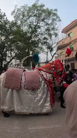 شبہیہ ذوالجناح  #danimovies #muharram #shiatiktok #shiastatus #fypシ #nohay #fypシ゚viral #foryoupage #mojianwala 