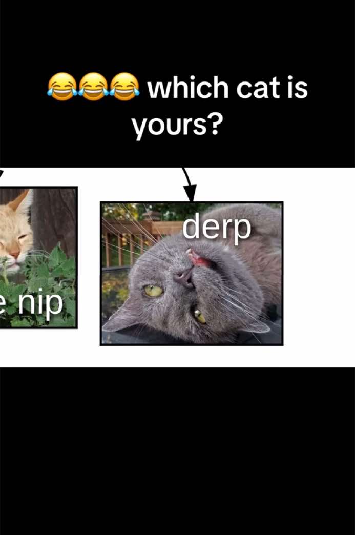#cat #kitten #kitty #funnycat #catfail #funny #cats #meow #lucidchart #funnycatvideos #fyp #viral #trending