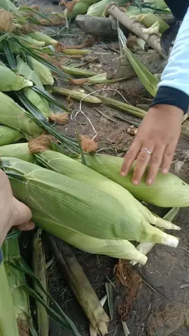 susper super buah nya #jagungmanis #paragon #pertiwi #petaniindonesia🇮🇩🇮🇩🇮🇩🌿🌿 #fypage 