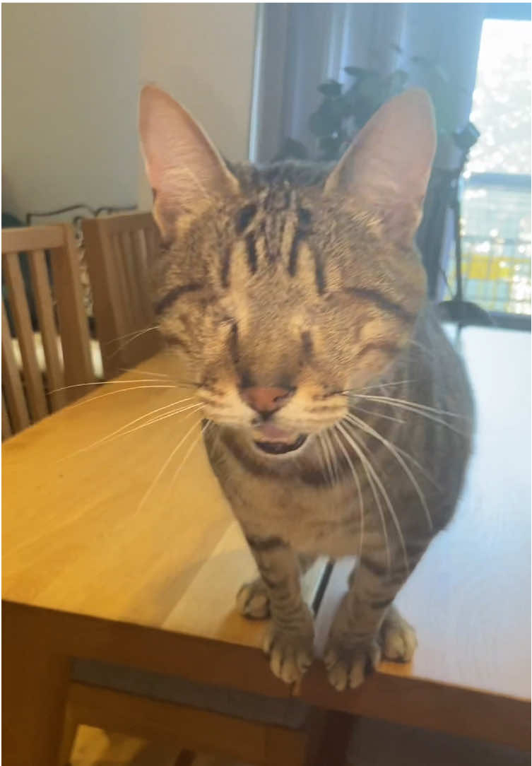 Eye am blind 🩷 #blindcat #meow 