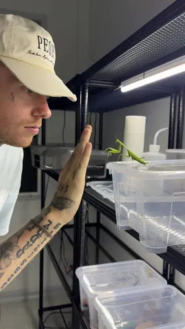 Mantis Training 
