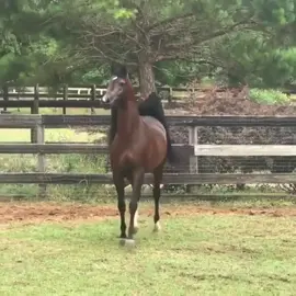 #مربط_الغازيات_للخيل_العربية_الاصيلة #خيل_وخياله🐎 #خيل #عربي #اصيل #الشعب_الصيني_ماله_حل😂😂 #الرياض_الان #اكسبلورexplore #الرياض_جده_مكه_الدمام_المدينه #ماشاءالله_تبارك_الله_اذكروا_الله #مالي_خلق_احط_هاشتاقات #ال #فرسان #السعودية #ماشاء_الله #fyp #مربط #الغازيات #كسبلور 