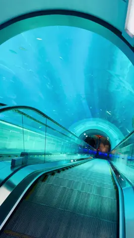 Sea world Abu Dhabi🌊🥰🐠 #fyp #foryou #foryoupage #lovedubai #dxb #dubaimall #burjkhalifa #treniding #2025 #trend #viralvideo #viraltiktok #atmosphere #dubai🇦🇪 #abudhabi #seaworld #viral 