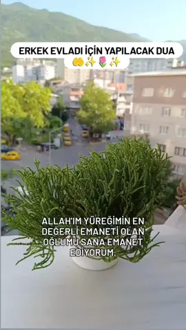 Erkek Evlatlarımız İçin Yürekten Edilen Bir Dua 🤲 ✨🌷✨ 🌟 Allah'ım Yüreğimin En Değerli Emaneti Olan Oğlumu Sana Emanet Ediyorum Onu Her Türlü Kötülükten Şerden Kazadan Beladan Kötü İnsanlardan ve Nefsinin Oyunlarından Muhafaza Eyle  Onu Meleklerinle Koru Rahmetinle Sar  ✨ Nurunla Aydınlat Oğluma Sıhhatli Huzurlu İmanlı ve Bereketli Bir Ömür Nasip Eyle  🌟 Kalbine Merhamet Vicdan Sabır Ve Hikmet Yerleştir Onu Doğru Yoldan Ayırma Salih Kullar Zümresine Dahil Eyle  🌟 Onun Adımlarını Doğrulukla Yönlendir arkadaşlarını Hayırlı Kimselerden Seçtir Rabb'im Oğlumu Hayırlı Bir Evlat Veriyor Bir Eş Hayırlı Bir Baba Eyle  🌟 Sen Duaları Hakkıyla İşiten Kabul Eden Sonsuz Merhamet Sahibi Olansın Aminnn 🤲✨🌷✨ #ciceklerindunyasiii1  #erkekevlat #evlatcandır #dualarımız #evlatlarımız #için #bu #güzel #duaya #amin #dermisiniz #keşfettt #tiktoknews #keşfettengelenlertakipetsin 