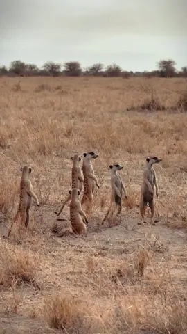 Nama Umum Meerkat (bahasa Inggris: meerkat), dalam bahasa Afrikaans juga disebut “mierkat” (artinya “kucing semut” walau bukan pemakan semut khusus). Klasifikasi Ilmiah Kerajaan: Animalia Filum: Chordata Kelas: Mammalia Ordo: Carnivora Famili: Herpestidae Genus: Suricata Spesies: Suricata suricatta Ciri-ciri Fisik Panjang tubuh: sekitar 25–35 cm (tidak termasuk ekor). Ekor: panjang 17–25 cm, runcing dan sering digunakan untuk penyeimbang. Berat: 0,6–1 kg. Warna bulu: abu-abu kecokelatan dengan belang hitam di punggung. Mata: memiliki lingkaran hitam khas di sekeliling mata untuk mengurangi silau matahari saat mengawasi. Habitat Gurun dan padang rumput kering di Afrika bagian selatan, terutama di Kalahari (Botswana, Afrika Selatan, Namibia). Sering ditemukan di tanah berpasir dengan liang-liang kompleks. Kebiasaan Sosial Hewan sosial yang hidup dalam koloni (disebut “clan” atau “mob”) berisi 10–30 ekor. Bergiliran menjadi “penjaga” yang berdiri tegak untuk memantau predator. Komunikasi vokal yang kompleks untuk memberi peringatan atau berkoordinasi saat berburu. Pola Makan Karnivora kecil (insektivora): serangga, laba-laba, kalajengking, kadal kecil, telur burung. Kebal terhadap sejumlah bisa kalajengking. Reproduksi Biasanya berkembang biak sepanjang tahun jika kondisi baik. Betina dominan melahirkan 2–5 anak per kelahiran. Seluruh kelompok membantu merawat anak-anak. Status Konservasi IUCN: Least Concern (tidak terancam punah). Populasi stabil meski menghadapi risiko kehilangan habitat lokal. Fakta Menarik ✅ Dikenal dari perilaku “mengintai” berdiri tegak. ✅ Saling membersihkan dan saling berbagi makanan. ✅ Sering dijadikan simbol hewan sosial yang “bekerja sama” dalam budaya populer.#animals #hewan #meerkat 