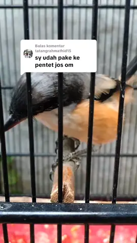 Membalas @tatangrahmathid15 siap om ku, cara pakai vitamin nya..  usahakan sesudah burung mandi dan jemur..  berikan 3 tetes seminggu 3 kali.. burung di angin2 dan di krodong..  #cendet #cendetmaniaindonesia #cendetjatim #pentetgacor #vitaminburung #kicaumania #omegapowercristal #powercristalomegaplus 