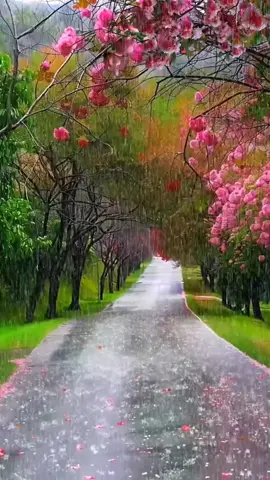 #scenery  rain 