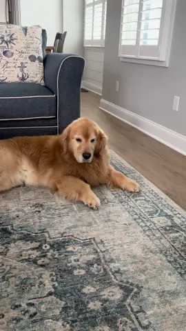 Poor Mavy was fighting the urge to sleep bc he wanted to hang out with everyone! Couldn’t keep his eyes open! He finally took a much needed nap 😴 