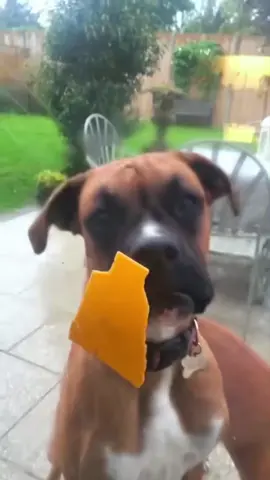 Dogs being dumb 🤣 #funnydogs #dogfails #dogcommunity funny dogs compilation 