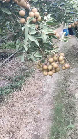 ##vườn nhà trồng###