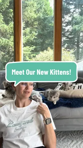 Replying to @Shannonrose📚 Meet the newest members of The Lanyard Boutique!  Remy - yellow collar Mac - green collar Archie - black collar Oliver - blue collar  #cat #cats #kitten #kittens #litter #intro #introduction #animal #animals #catmom #storytime #adoptdontshop 