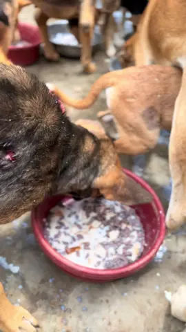 Feeding time never felt so good 🐾💛 These rescued pups are full of love and hope. Every bite matters. #DogFeeding #RescueDogs #DogSanctuary #AdoptDontShop #PuppyLove #ShelterDogs #SaveTheDogs #AnimalRescue #DogsOfTikTok #DogLovers #DogCare #NonprofitLove #USARescue #UKDogs #CanadaDogs #GermanyDogs #ItalyDogs #SupportAnimalRescue #FeedingTheHungry #HelpRescueDogs