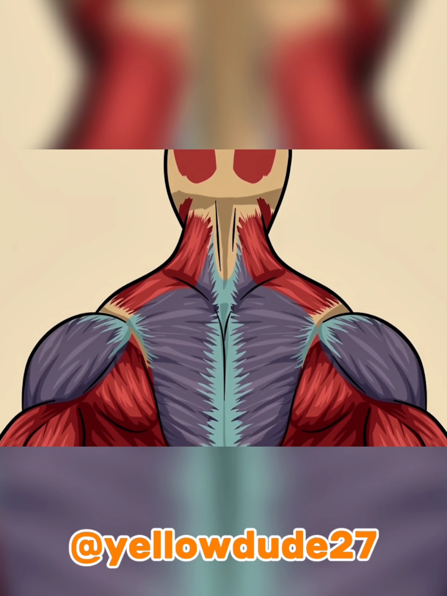 5 underrated back exercises #yellowdude #calisthenics #homeworkout #backexercise #fyp #usafitness 