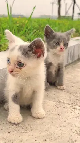 #animal #animalrescue #dog #fyp #cat 