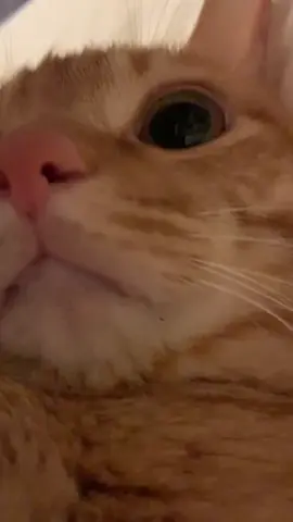 #cat