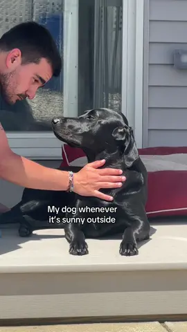 Pretends to use the bathroom just to sunbathe 🤦‍♀️😂 #dogs #dog #fyp #foryou #viral #dogtok #dogsoftiktok #funny #relatable 
