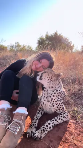 My purrfect girl 😍🥰 #cheetah #cheetahpurr #fyp 