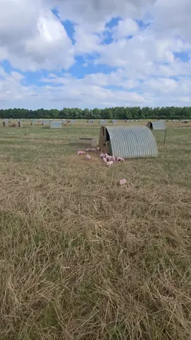 🐖 🐷 🐽 #pigsoftiktok #pigfarm #farming #pigs #tractors #fyp #foreyoupage 