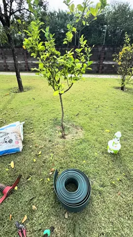 Colocando limitador de grama
