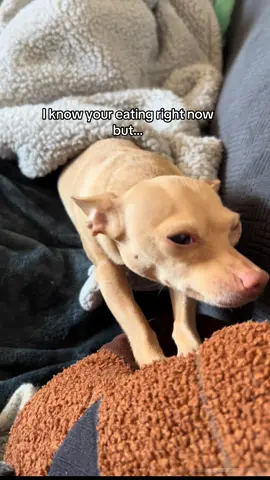 Let me just scooch in here and steal a bite #dogsoftiktok #funnydog  #dogsoftiktokviral #dogmom #dogtok #relatable #dogs 