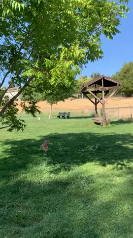 My baby Pearl is such a happy healthy dog and I’m grateful to have her in my life🙏💯🥰  #goodmorning #dogsoftiktok  #fypシ゚viral #dogpark 