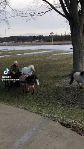 This can be us but we don’t have a farm yet 📈💯🐿️🦅 #farm #animals #cute #horse #pony #Outdoors #farming #dank #dankmemes 