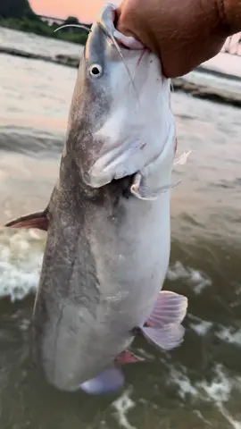 Look at the belly on this chunky Ohio River blue catfish. It’s been such a fun weekend of fishing #bluecatfish #catfishing #ohioriverfishing #fishtok #catchandrelease #kentuckyfishing #riverfishing #bankfishing #fishing 
