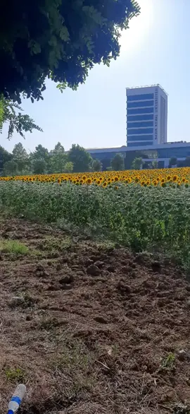 Üniversite   ayçiçeği ve ststyum.   Tekirdağ dan güzel bir kare. 