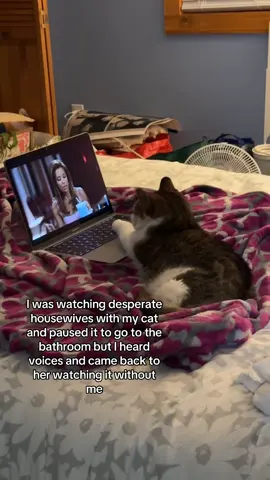I think she’s invested too lol 😸 #cat #desperatehousewives #catsoftiktok #cattok #tabbycat #catlife #petcat #meow #funnycat #cutecat #sillycat #catlover #catowner #PetsOfTikTok #pettok #petlife #petlover #funny #cute #silly #Love #lol #hulu #television #laptop #follow #followme #fyp #foryoupage 