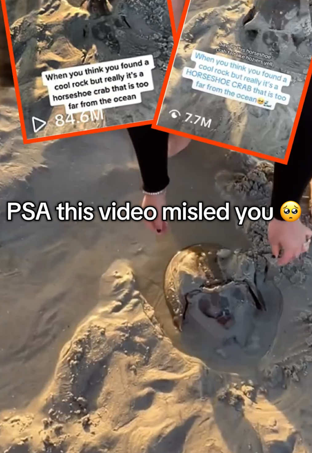 Do not dig up Horseshoe Crabs from the sand. You might think you are helping it, but you really stopped it from laying eggs and broke its tail. Some states have laws prohibiting even touching sea creatures like this, as Horseshoe Crabs are considered vulnerable. #horseshoecrab #seacreatures #wildlife #livingfossil #prehistoric 