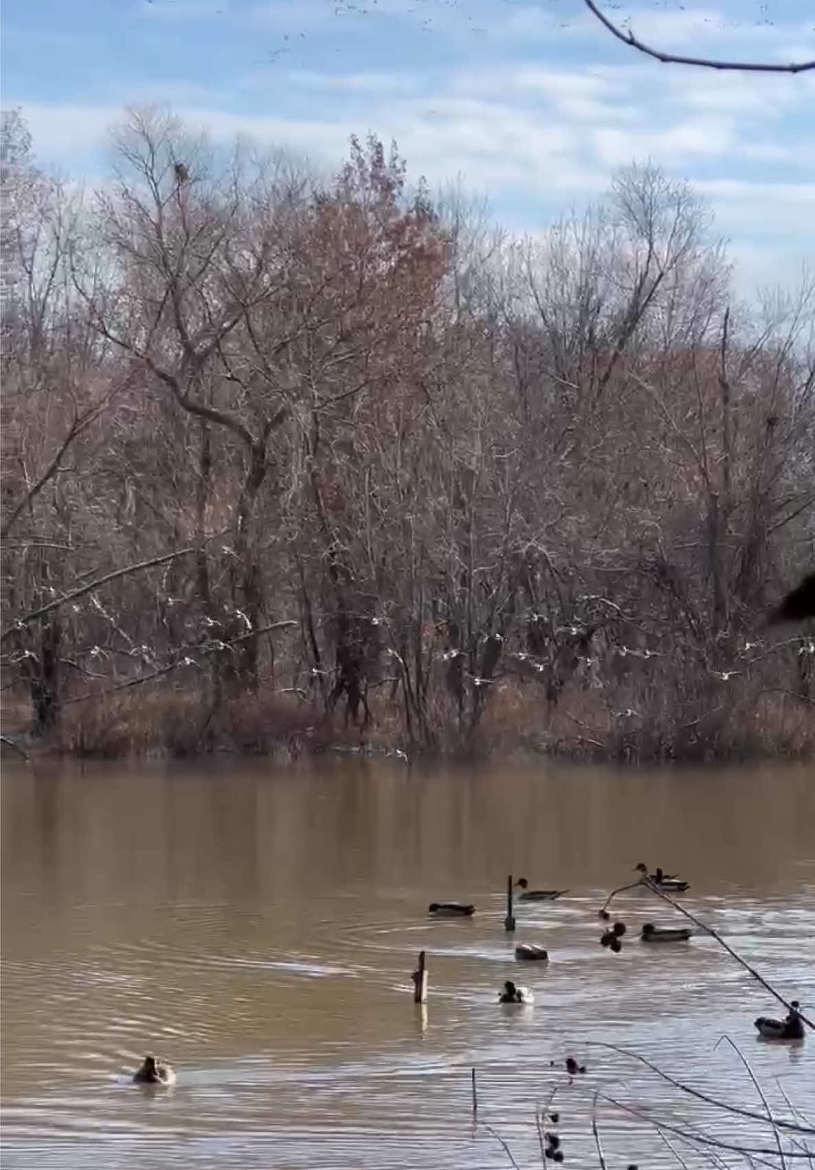 💥 If this ball of teal came ripping over the decoys, how many are you and the crew dropping? Awesome video from @Tony Vandemore!