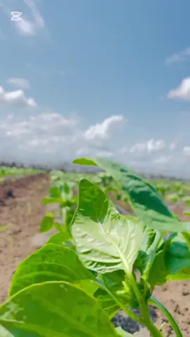 Boqashadi kalabta hanfarow agagrka celasha biyaha #agro #barbaroni #beerahasomalia #foryoupage #barbaroni #foryoupage #agrosomali #veiws #foru #somalitiktok #beeraha #agriculture #follow 