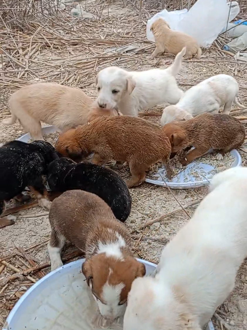 Feeding Homeless Puppies Found In The Desert Jungle  #puppies #fyo #dogs 
